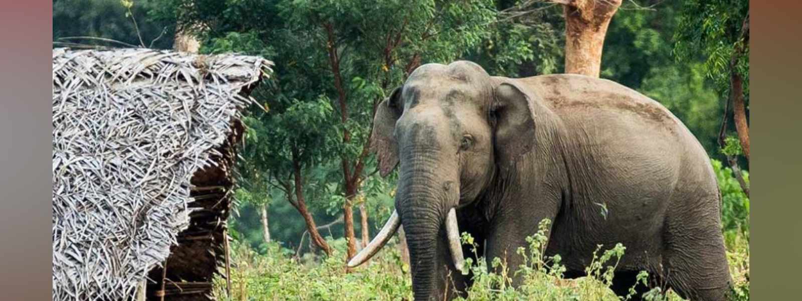 වන අලි පළවා හැරීම සම්බන්ධයෙන් අද ලැබුණු තීරණයක්